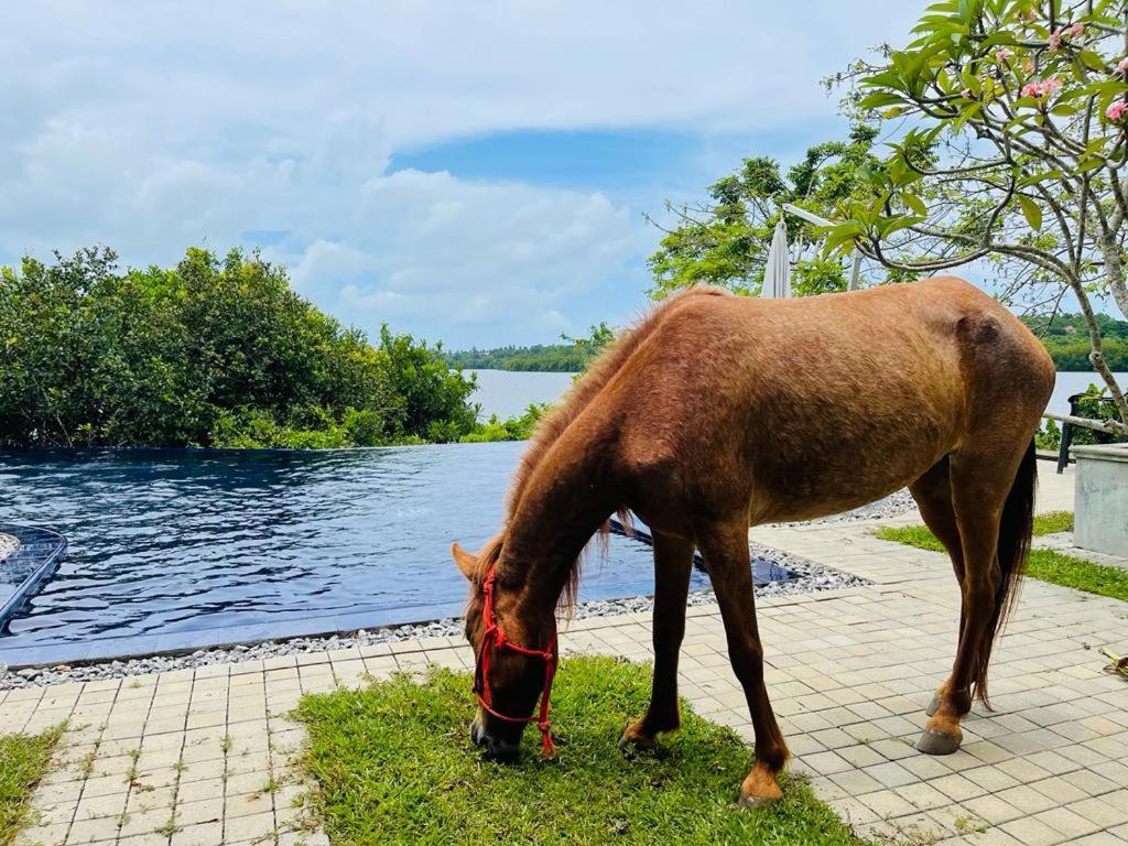 Kalapuwa Resort Balapitiya Luaran gambar